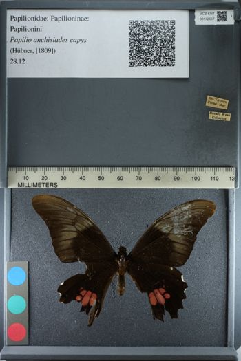 Media type: image;   Entomology 172657